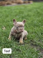 Franse buldog, Hépatite contagieuse (maladie de Rubarth), 8 à 15 semaines, Bouledogue, Plusieurs