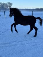 Springpaard, Dieren en Toebehoren, Paarden, Springpaard, Met stamboom, 0 tot 2 jaar, Hengst
