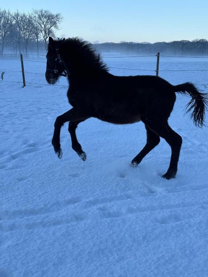 Springpaard, Animaux & Accessoires, Chevaux, Étalon, Non dressé, 0 à 2 ans, Cheval de saut, Avec pedigree, Avec puce électronique