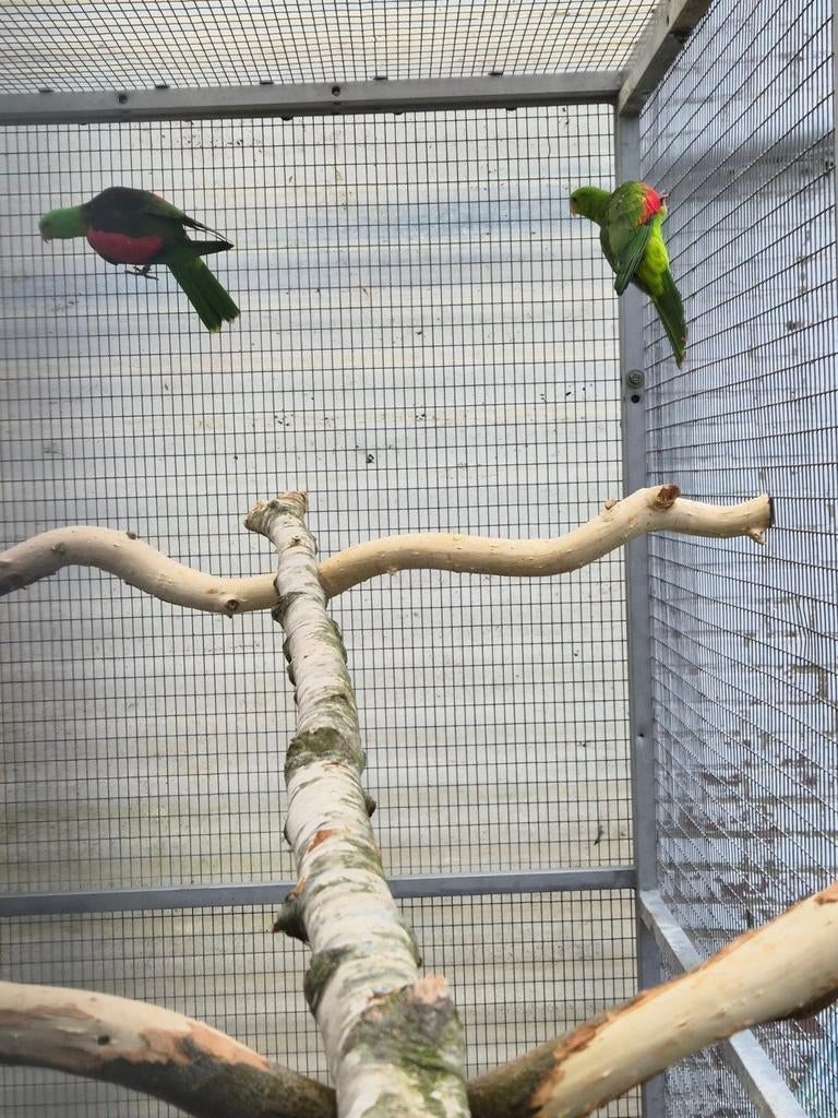 Koppel roodvleugels te koop, Dieren en Toebehoren