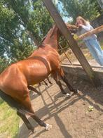 Drie jarige ruin / tartufo x bamako, Animaux & Accessoires, Chevaux, B, Hongre, Avec pedigree, Cheval de saut