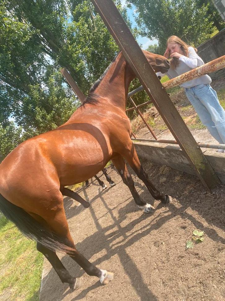 Drie jarige ruin / tartufo x bamako, Dieren en Toebehoren, Paarden, Ruin, B, 170 tot 175 cm, 3 tot 6 jaar, Springpaard, Met stamboom