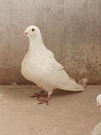 Gorguero Spaanse kropper, Animaux & Accessoires, Oiseaux | Pigeons, Plusieurs animaux, Boulant