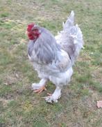 Brahma haan parelgrijs/isabelpatrijs, Dieren en Toebehoren