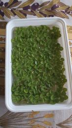 Portie drijfplantjes voor aquaria., Dieren en Toebehoren, Ophalen