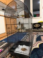 Kanari, Animaux & Accessoires, Enlèvement ou Envoi, Comme neuf