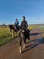 Fijne b pony, Dieren en Toebehoren, B