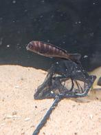 2 Metriaclima (melissa), Dieren en Toebehoren, Vis, Zoetwatervis