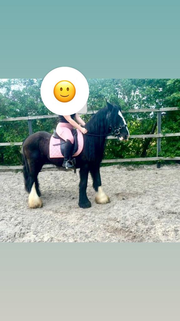 Leuk wandelpaardje tinky