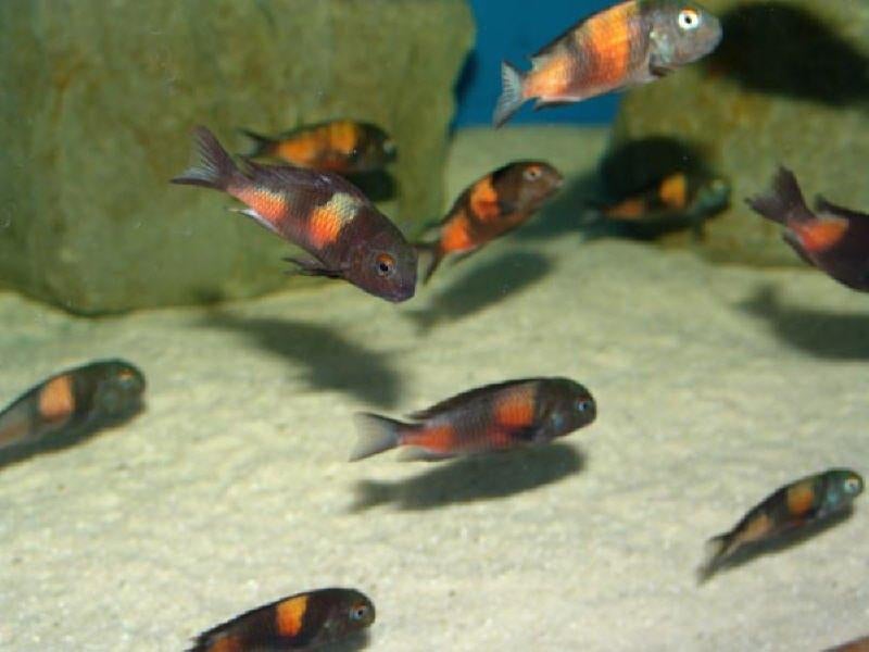 Tropheus moori bulu piont jongen, Animaux & Accessoires, Poisson, Poisson d'eau douce, Banc de poissons