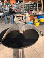 Opgezette meeuw, Ophalen, Gebruikt, Opgezet dier