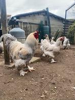 Broedeieren Brahma, Dieren en Toebehoren, Pluimvee