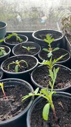Tagetes marigold, Tuin en Terras, Planten | Fruitbomen, Ophalen