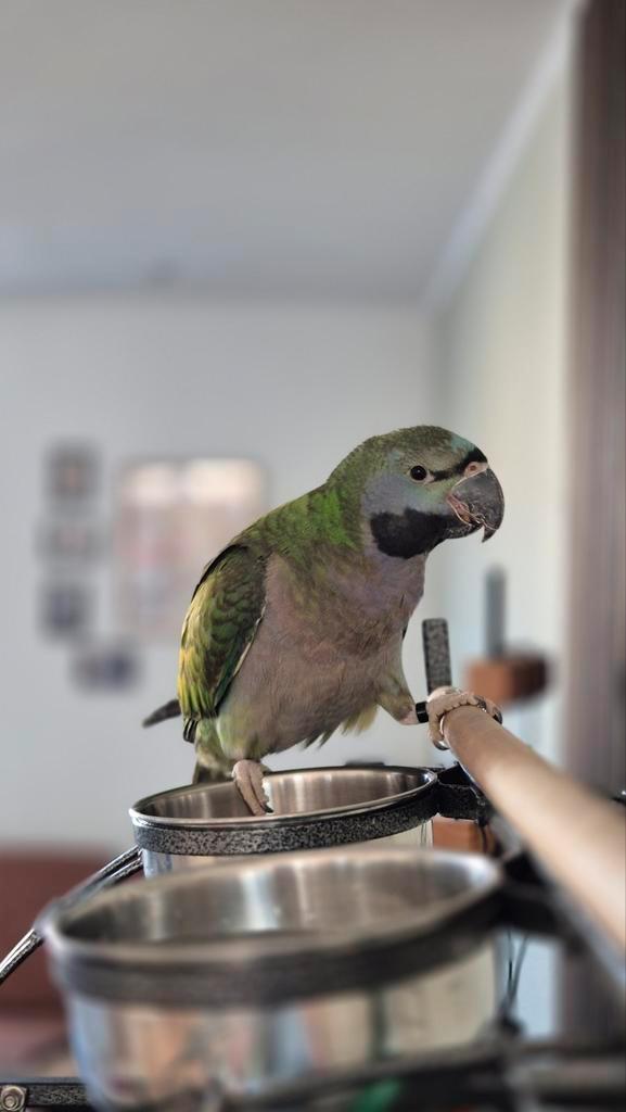 Jonge tamme Derbyan parkiet - man (In Kerkrade Nederland), Animaux & Accessoires, Oiseaux | Perruches & Perroquets, Perruche, Mâle