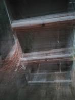 Kweekkooien  3 stuks, Dieren en Toebehoren