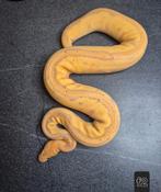 Python regius adultes, Animaux & Accessoires, Serpent, 3 à 6 ans
