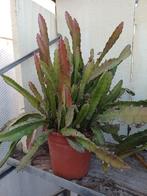 Cactus orchidee grote plant., Ophalen