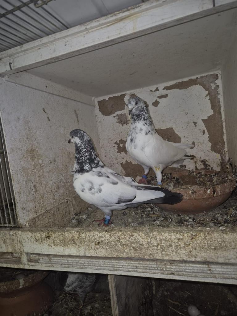 Pakistan hoogvliger kopel, Dieren en Toebehoren