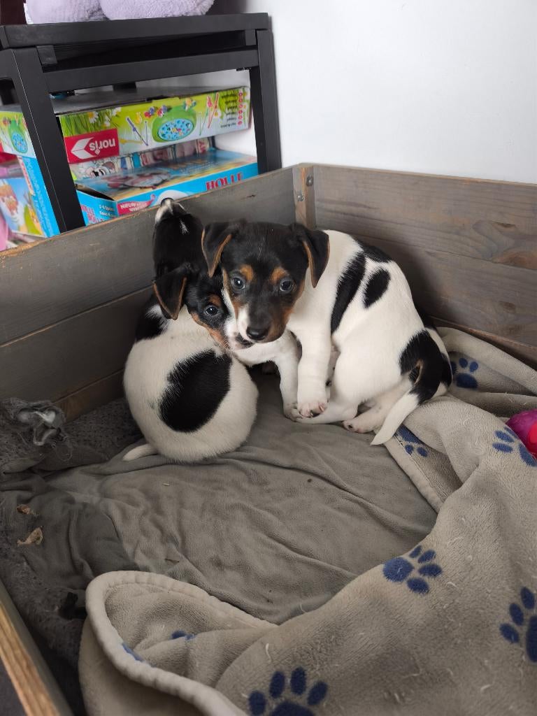 Jack Russell pups, Dieren en Toebehoren, Honden | Jack Russells en Terriërs, Parvo, België, Fokker | Hobbymatig, Jack Russell Terriër