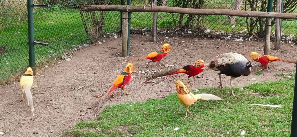 Mooie fazanten tekoop