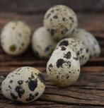 Broedeieren van Japanse kwartels jumbo