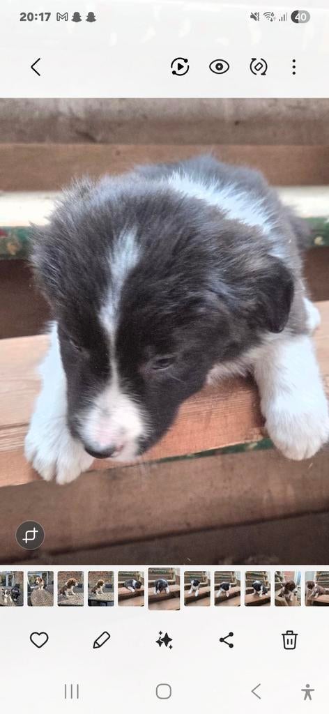 Border collie pups, Animaux & Accessoires, Chiens | Bergers & Bouviers, Plusieurs animaux, Colley, Éleveur | Loisir, Plusieurs