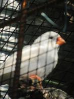 recherché  : un pinson zèbre / Mandarin «feminin », Femelle, Oiseau tropical, Domestique