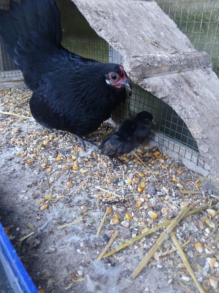 Serama kip met 4 kuikens 2 week oud, Dieren en Toebehoren, Pluimvee, Kip