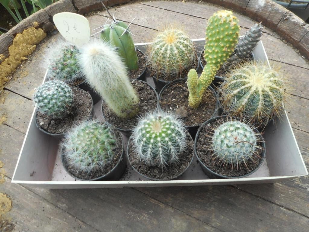 plantes, Jardin & Terrasse, Plein soleil, Été, Plante fixe, Enlèvement ou Envoi