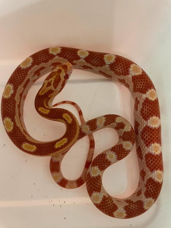 Korenslang (5 maand oud) met terrarium en bevroren muizen, Animaux & Accessoires, Reptiles & Amphibiens, Serpent, 0 à 2 ans, Avec terrarium