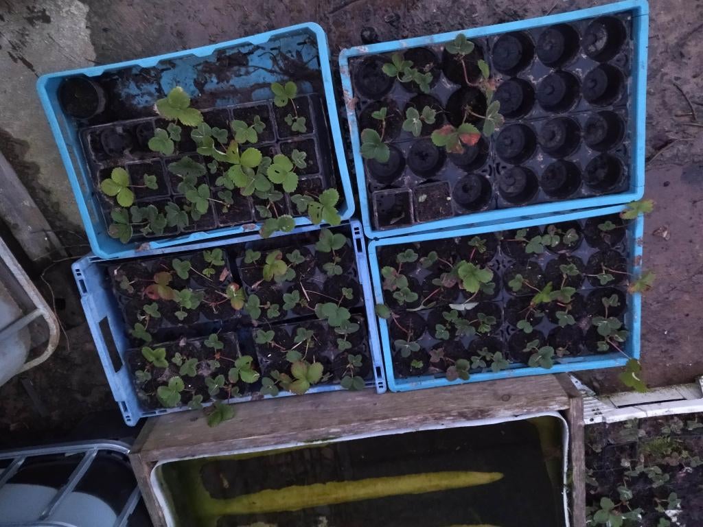 Plants de fraisiers, Jardin & Terrasse, Plantes | Jardin, Enlèvement, Annuelle, Plantes fruitières
