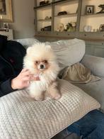 Mini pomeriaan puppy( bear face), Parvo, België, Particulier, Keeshond