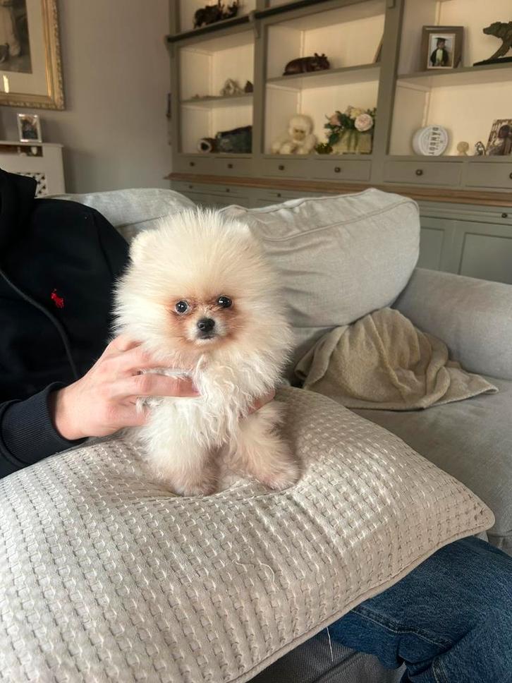 Petit chiot pomérien (tête d'ours), Animaux & Accessoires, Chiens | Huskys, Loulous & Types primitifs, Chien (mâle), Loulou, Particulier