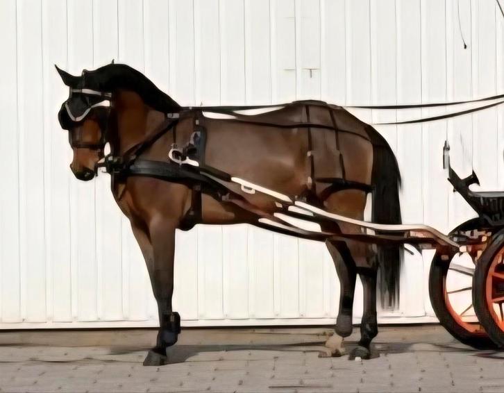 Sport pony ruin, Animaux & Accessoires, Chevaux, Hongre