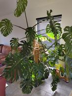 Monstera H 200 cm avec pot, Enlèvement