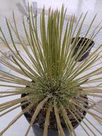 mooie agave, Ophalen