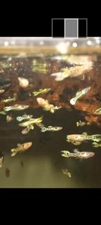 endler guppy MAN snake skin hybride, Poisson, Poisson d'eau douce, Banc de poissons