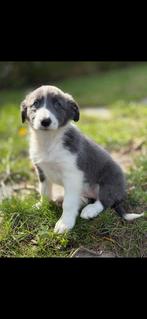 Border collie, Hépatite contagieuse (maladie de Rubarth), Autres races, 8 à 15 semaines, Plusieurs