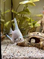 Maanvis, Dieren en Toebehoren, Vis, Zoetwatervis