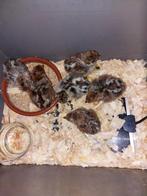 Poussins de volaille Brakel, Animaux & Accessoires, Sexe inconnu, Poule ou poulet