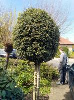 wintergroene hulst tweestammig dichte kroon, Tuin en Terras, Planten | Bomen, Ophalen, Bolboom, 250 tot 400 cm