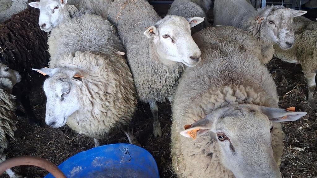 Béliers, Animaux & Accessoires