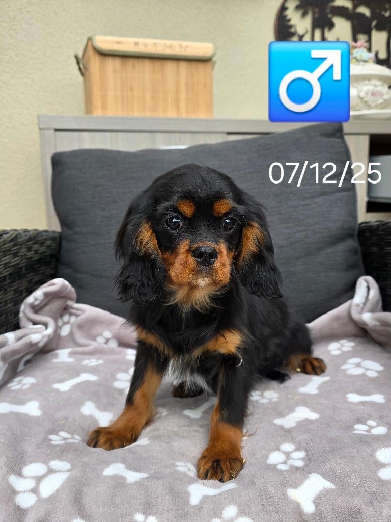 cavalier king charles pup, Dieren en Toebehoren, België, 15 weken tot 1 jaar, Reu, Parvo