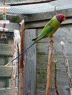 2 Pruim koppen met dna, Dieren en Toebehoren, Meerdere dieren, Parkiet, Geringd