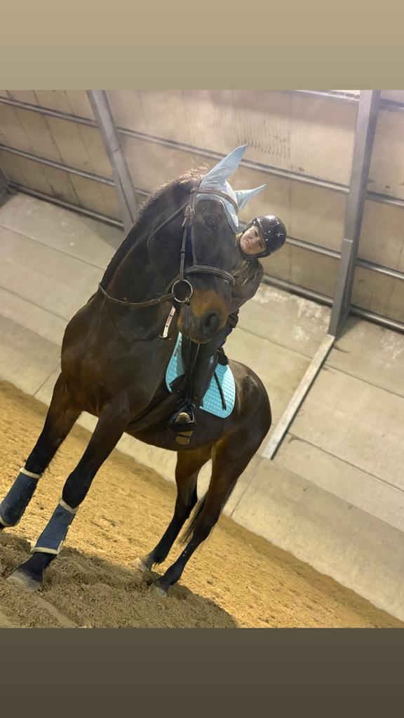 Halve stal/te koop ex draver, Dieren en Toebehoren, Ophalen of Verzenden, Zo goed als nieuw