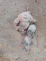 Grasparkieten baby voor handopfok, Dieren en Toebehoren, Vogels | Parkieten en Papegaaien, Parkiet