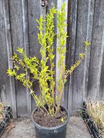 Forsythia - chinees klokje, Jardin & Terrasse, Enlèvement, Haie