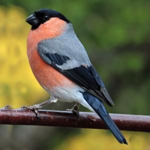 Bouvreuil mâle ., Animaux & Accessoires, Oiseaux | Cages & Volières, Autres types, Enlèvement