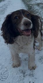 Croquettes, panier/coussin et laisse a donner, Enlèvement, Chien