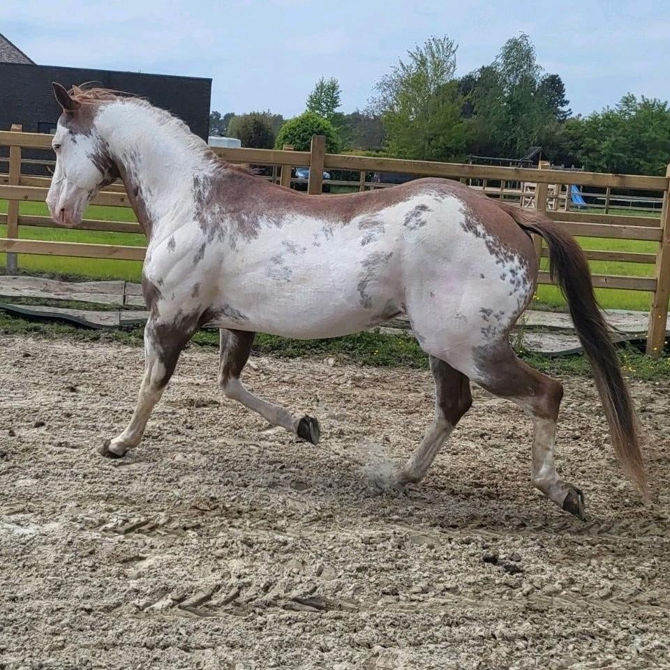 Bomproef Quarter Hengst, Dieren en Toebehoren, Paarden, Hengst, Minder dan 160 cm, 11 jaar of ouder, Recreatiepaard, Met stamboom